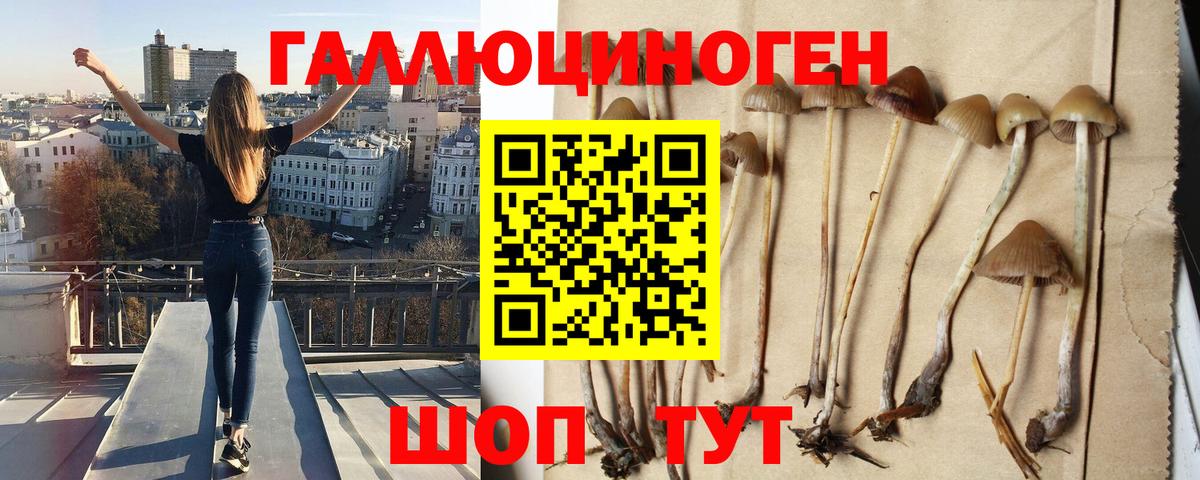 Галлюциногенные грибы Psilocybine cubensis Нурлат